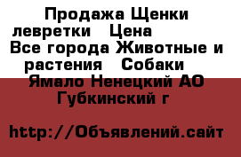 Продажа Щенки левретки › Цена ­ 40 000 - Все города Животные и растения » Собаки   . Ямало-Ненецкий АО,Губкинский г.